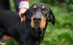 Agiles Zuhause für Bjarne gesucht