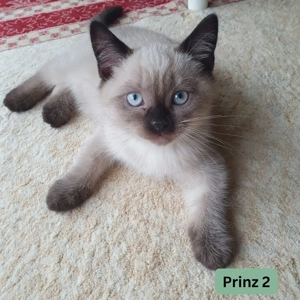 Britisch Kurzhaar Katzenbabys   liebevoll, charakterstark und bald bereit für ein neues Zuhause 