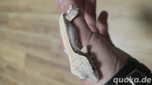 100% het axanthic Lilly white Männchen kronengecko Crested gecko 