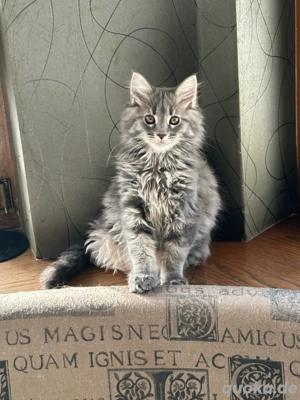 Maine coon Kater
