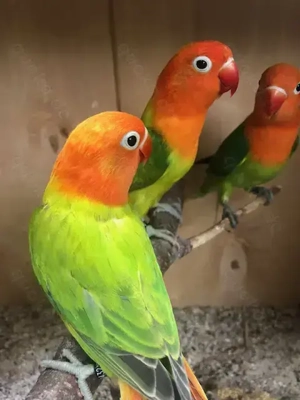 Pfirsichköpfchen, Agapornis fischeri, Unzertrennliche mit DNA