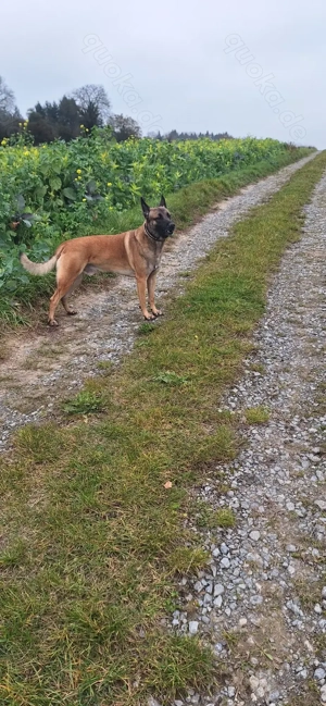 Schäferhund Malinois Mix nur in erfahrene Hände