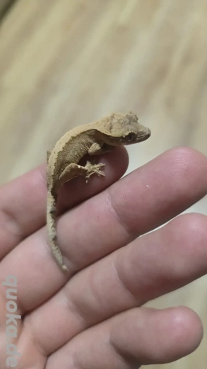 100% het axanthic kronengecko Crested gecko 