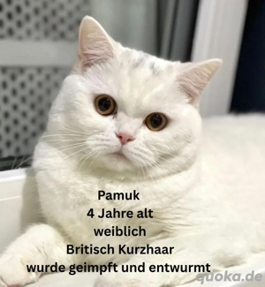 bkh katze 