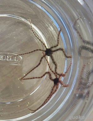 Meerwasser Kleiner Schlangenstern Seestern