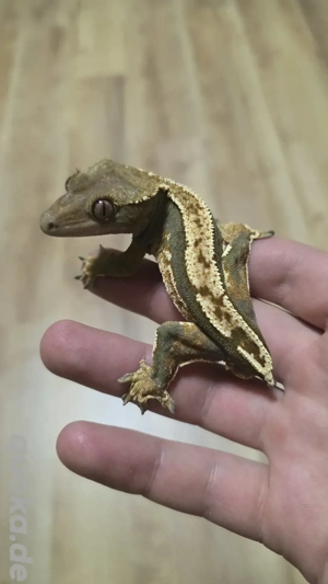 100 % het axanthic männchen kronengecko 