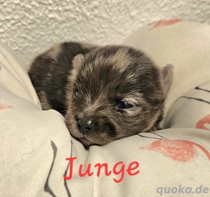 zwergspitz pom Welpen 