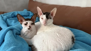 2 sanfte Cornish Rex Brüder suchen ein liebevolles und ruhiges Zuhause zum Ankommen Bild 2