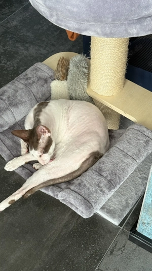 2 sanfte Cornish Rex Brüder suchen ein liebevolles und ruhiges Zuhause zum Ankommen Bild 3