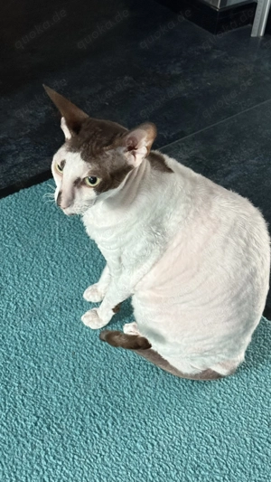 2 sanfte Cornish Rex Brüder suchen ein liebevolles und ruhiges Zuhause zum Ankommen Bild 4