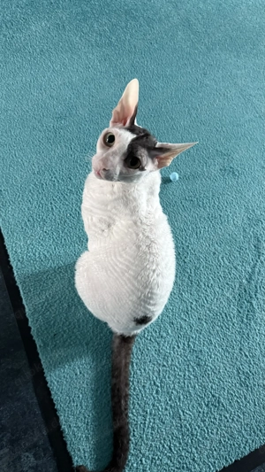 2 sanfte Cornish Rex Brüder suchen ein liebevolles und ruhiges Zuhause zum Ankommen Bild 5