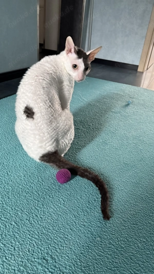 2 sanfte Cornish Rex Brüder suchen ein liebevolles und ruhiges Zuhause zum Ankommen Bild 6
