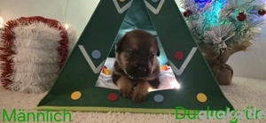    Bulldoggen Rottweiler-Mischlingswelpen  Kinder- & Katzenfreundlich, geimpft&entwurmt   