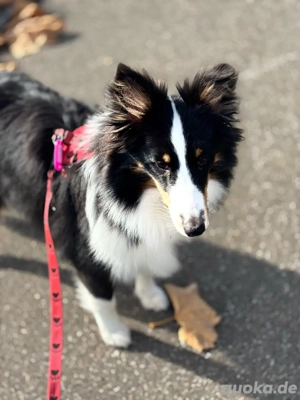 2 Sheltiejungmädels suchen dich