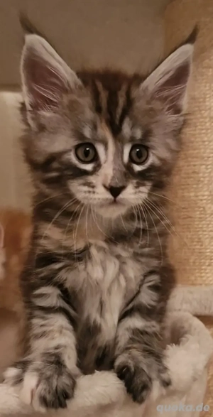 Maine Coon Kitten    