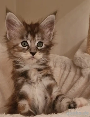 Maine Coon Kitten    