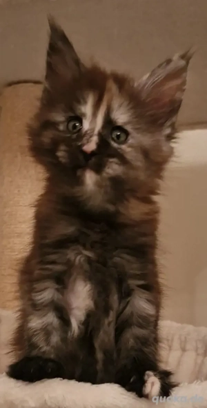 Maine Coon Mädchen 