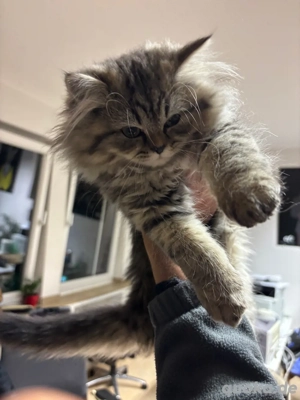 katze sucht neu zu hause 