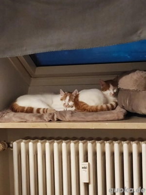    Zwei liebevolle Katzenbrüder suchen gemeinsam ihr Für-Immer-Zuhause   