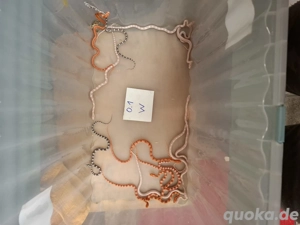 Kornnattern Nz25 1.1