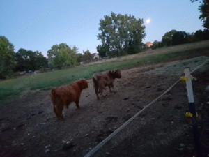 Schottisch Highlands Kuh & Bulle
