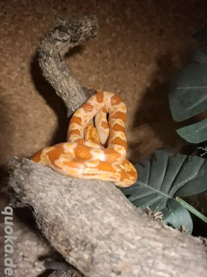 Kornnatter 0.1 Nz2024