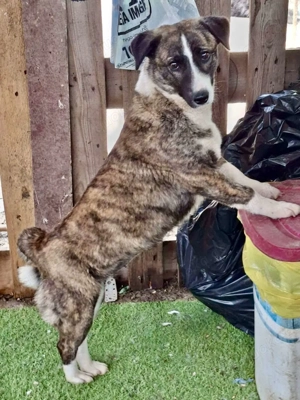 Vier Pfötchen, ein Herz - Tara sucht ihr Glück!