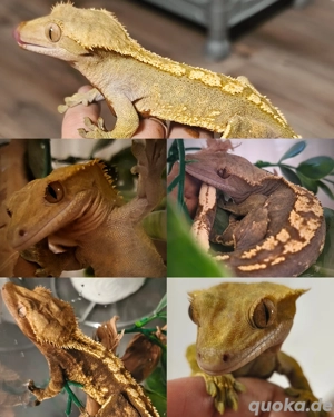 Kronengecko Harlequin 1.0