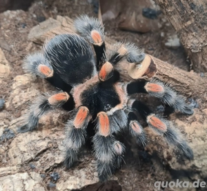 Brachypelma hamorii Vogelspinne Wirbellose