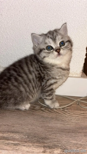 Britisch kurzhaar katzen 