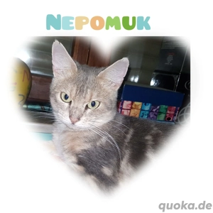 Kleiner Kater Nepomuk aus Tierschutz 