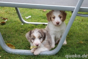 *Seltenheit* Wasserhund x Bordercollie Allergiker Mixwelpen apricot weiß braunHybridhunderasse Bild 4
