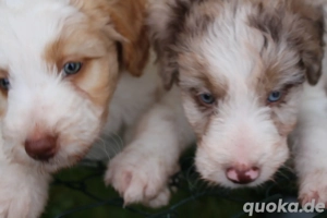 *Seltenheit* Wasserhund x Bordercollie Allergiker Mixwelpen apricot weiß braunHybridhunderasse Bild 2