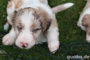 *Seltenheit* Wasserhund x Bordercollie Allergiker Mixwelpen apricot weiß braunHybridhunderasse Bild 3