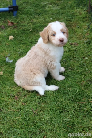 *Seltenheit* Wasserhund x Bordercollie Allergiker Mixwelpen apricot weiß braunHybridhunderasse Bild 5