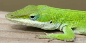 Rotkehlanolis 3 Tiere mit Terrarium