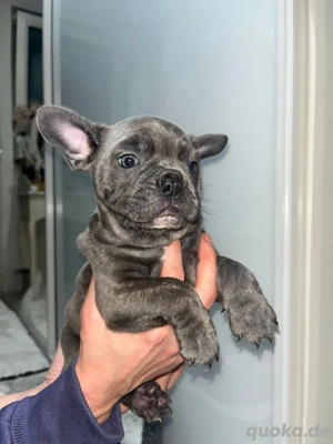 Französische Bulldogge Welpen 