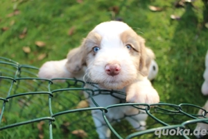 *Seltenheit* Wasserhund x Bordercollie Allergiker Mixwelpen apricot weiß braunHybridhunderasse Bild 7