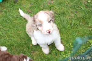 *Seltenheit* Wasserhund x Bordercollie Allergiker Mixwelpen apricot weiß braunHybridhunderasse Bild 9