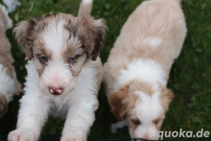 *Seltenheit* Wasserhund x Bordercollie Allergiker Mixwelpen apricot weiß braunHybridhunderasse Bild 6