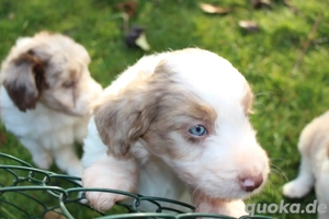 *Seltenheit* Wasserhund x Bordercollie Allergiker Mixwelpen apricot weiß braunHybridhunderasse Bild 8