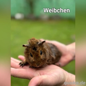 merschweinchen  Bild 2