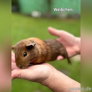 merschweinchen 