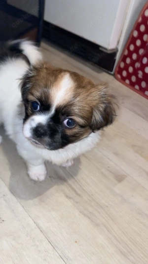 Welpen Zu verkaufen klein