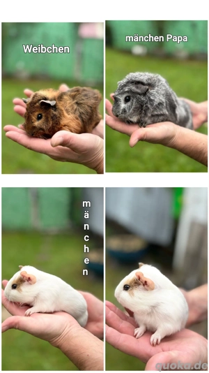 merschweinchen  Bild 3