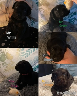 Labrador Retriever Boxer Mux 