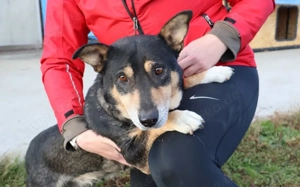 Liebevolle Hündin Humla			