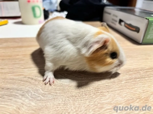 Meerschweinchen Baby Weibchen Bild 3