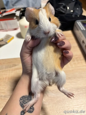 Meerschweinchen Baby Weibchen Bild 5