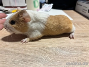 Meerschweinchen Baby Weibchen Bild 1